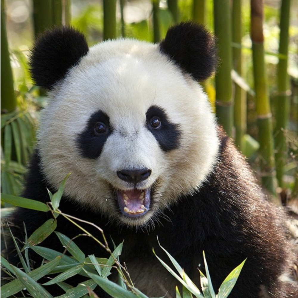 Meet your Posher, Tate